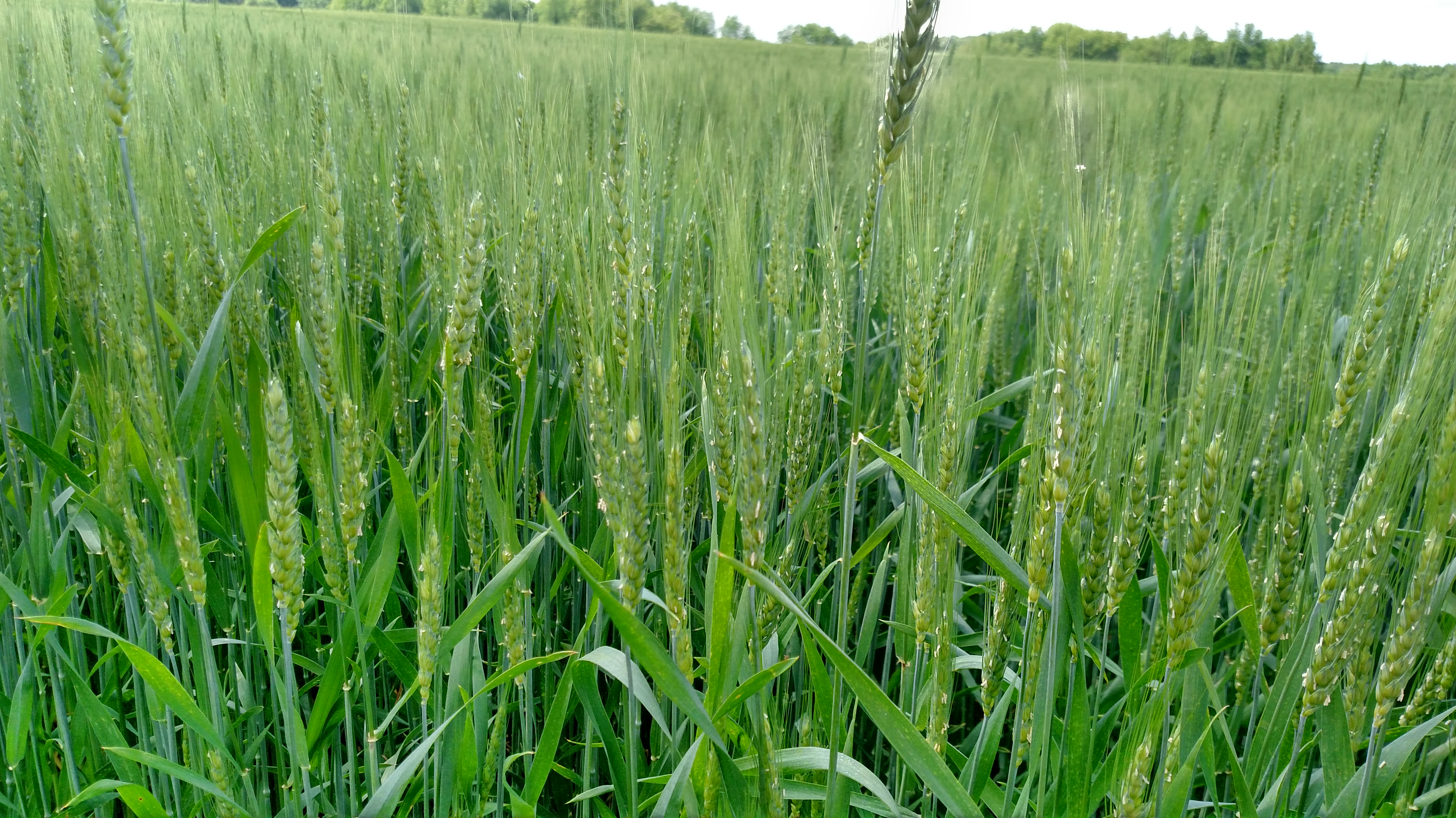 Wheat flowering 6-1-18